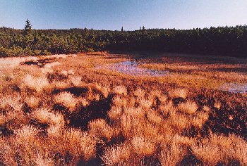 Podzimn� Weitf�llersk� slat�